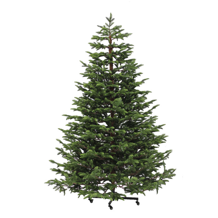Lowland Fir 7.5 (C)