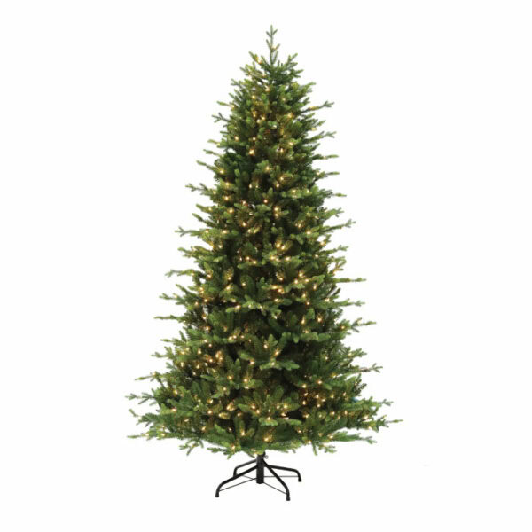 Swiss Mountain Spruce
